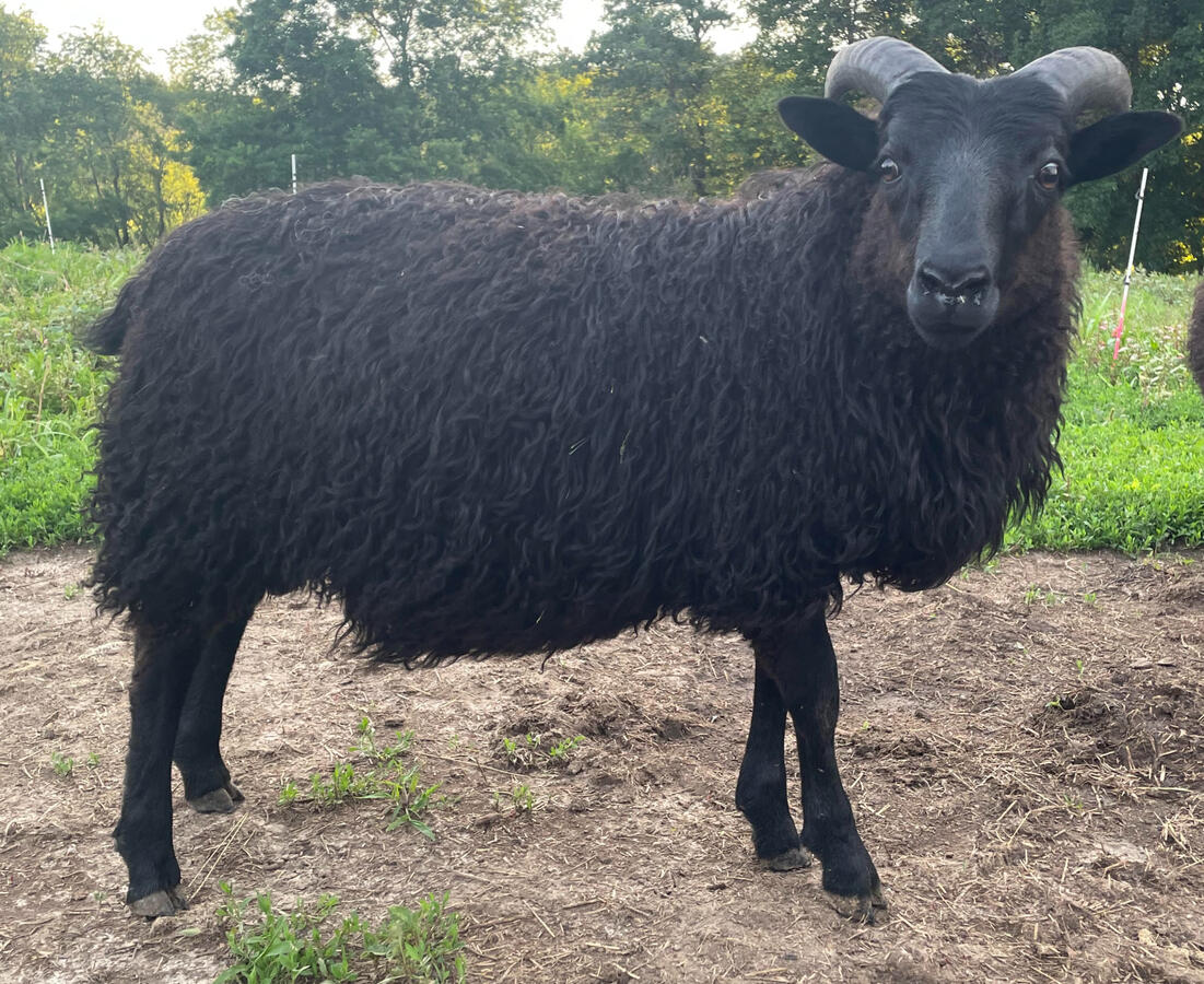 Gammur SOLD - $500 - F2 Tvistur ram lamb. Cecil x Glymmerei. Twin. Long bodied. Could carry spotting and moorit. RESERVED