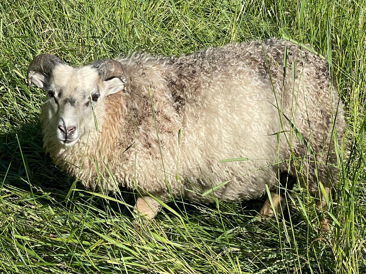 Snerill SOLD - $600 - F3 Jonas ram lamb. Klampur x Sitta. Single to OWE. Very square, fast growing and dense fleece. homozygous grey. could carry spotting and moorit. RESERVED