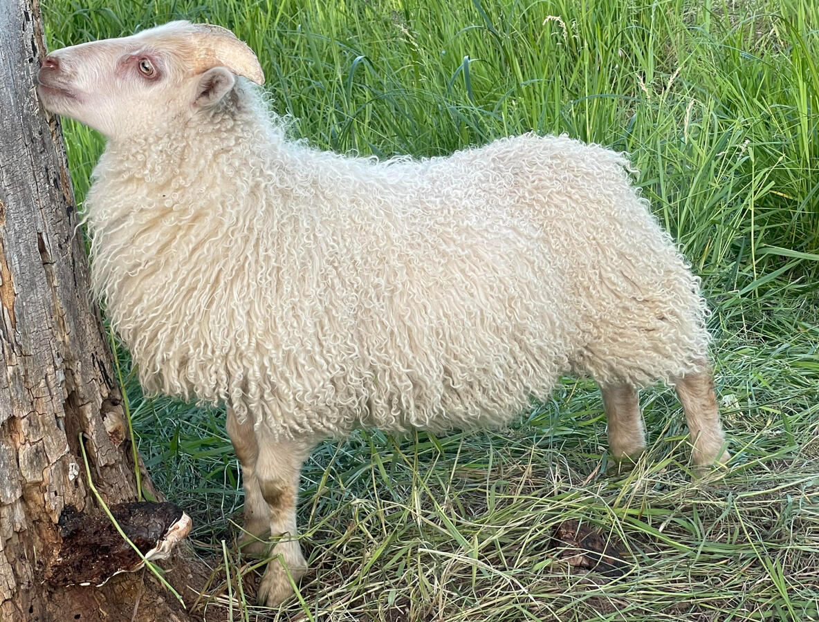 Lysir SOLD- $500 - ram lamb. Thynir x Lysa. Single. White over SGGM or solid. Lovely fleece. could carry spotting and moorit. RESERVED