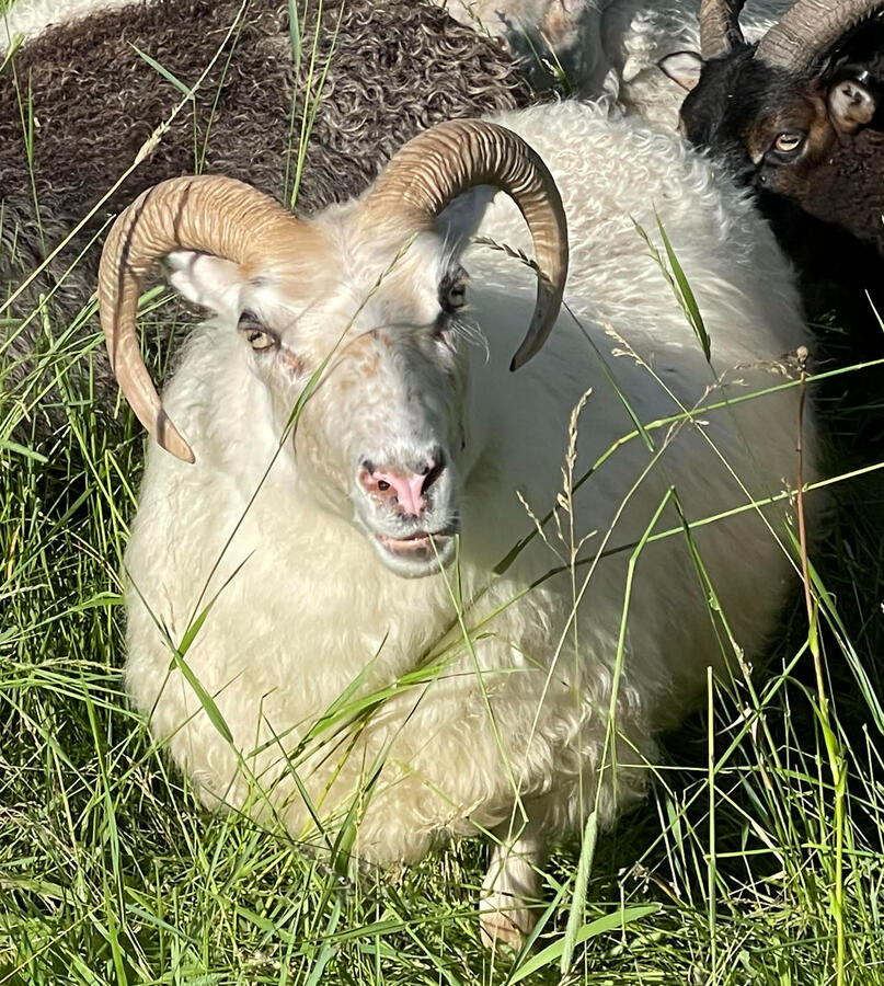 Lingerfold Lysa SOLD - $600 - proven 2yo ewe. shimmering fleece. good size and well muscled. excellent parasite resistance.