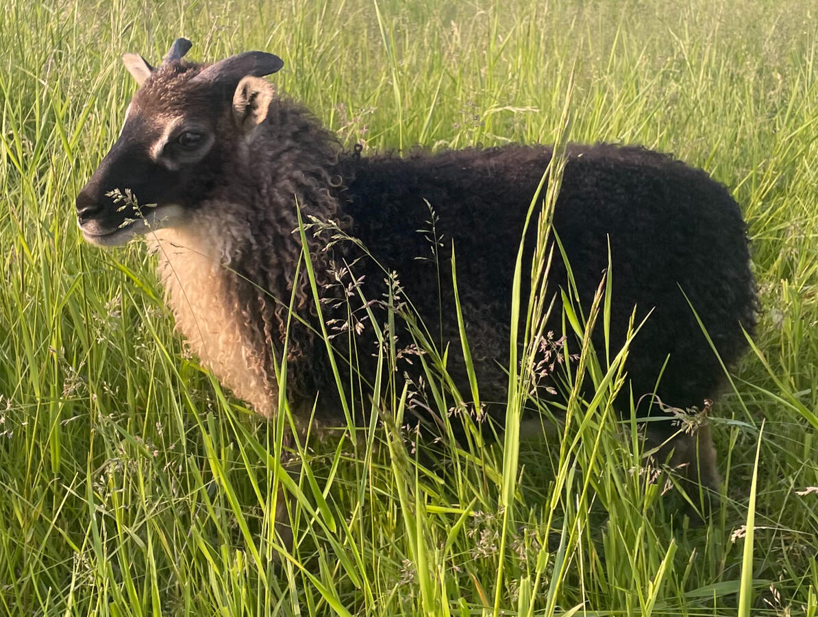 Foa SOLD- $500 - Twin ewe lamb to OWE. Bondi x Frygg. black frosty mouflon. I believe homozygous for mouflon. her dam is a excellent mother who twinned at 1yo. RESERVED