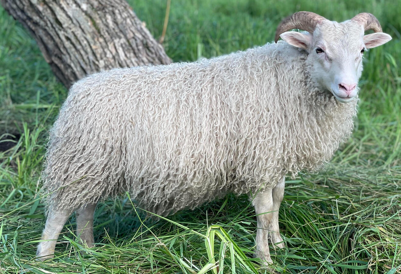 Gnyr SOLD - $600 - F2 Tvistur ram lamb. Cecil x Glymmerei. Twin. Long bodied and well muscled. milky dam with ideal udder. solid or mouflon under the white. could carry moorit and spotting. Excellent parasite resistance.