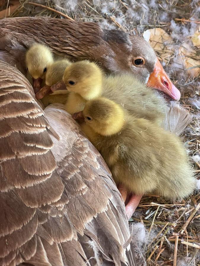 We breed purebred Pilgrim geese. email to reserve. goslings hatch April-June. Hatching eggs available on demand during laying season.
