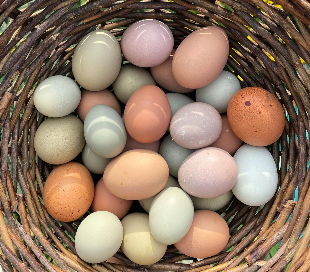 Organic free range eggs. $4/dz. Our chickens run free in our food forest style orchard. available seasonably. delivery may be available.